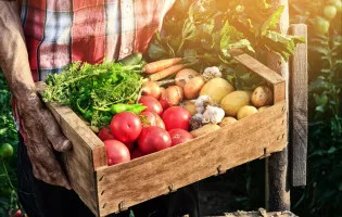 FRUTAS Y VERDURAS MOLINA